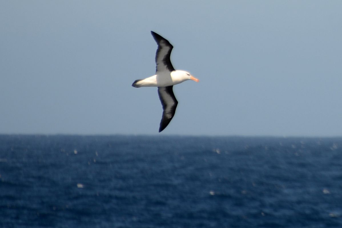 14 Black-browed Albatross From The Quark Expeditions Cruise Ship In The Drake Passage Sailing To Antarctica